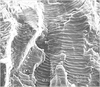 破断面SEM観察×2000 ストライエーション